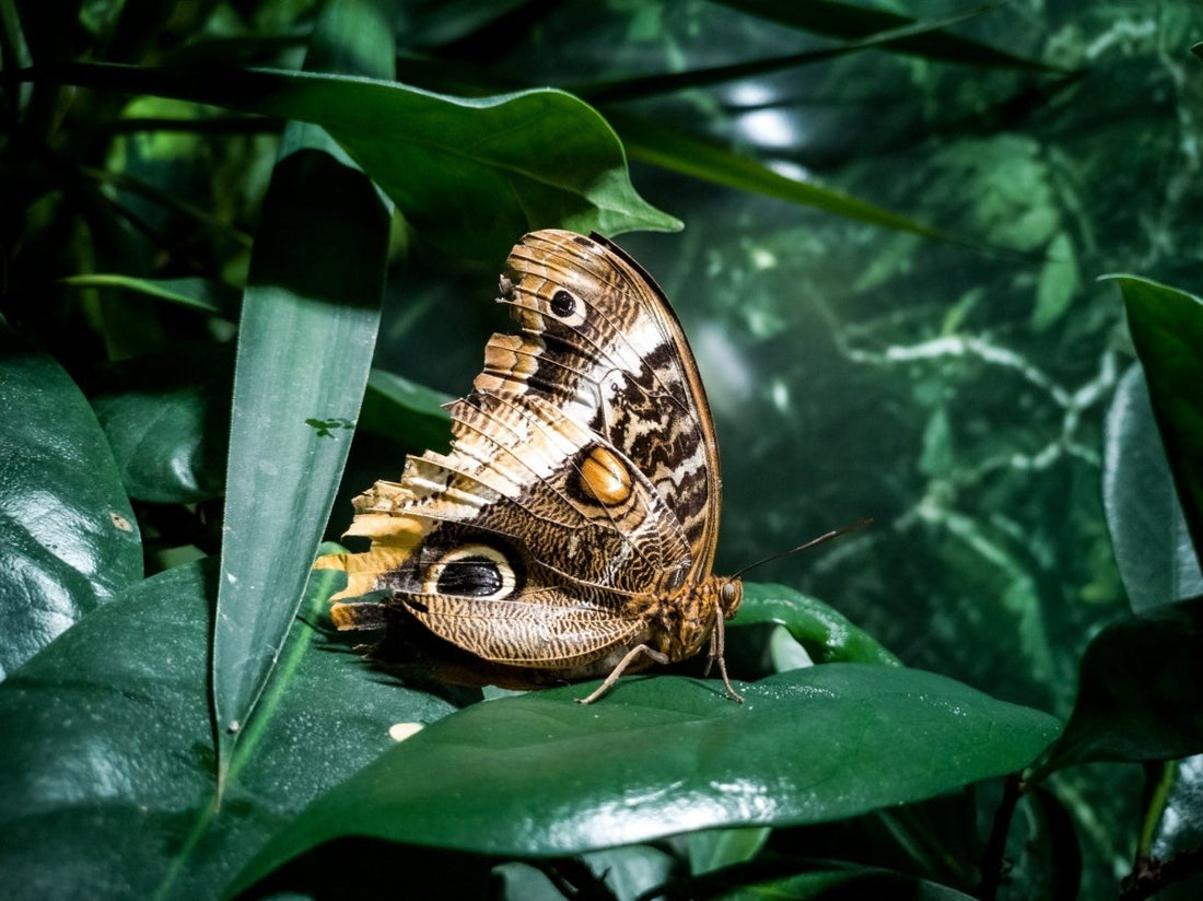 Why business initiatives fail - High Impact Academy