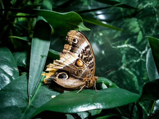 Why business initiatives fail - High Impact Academy